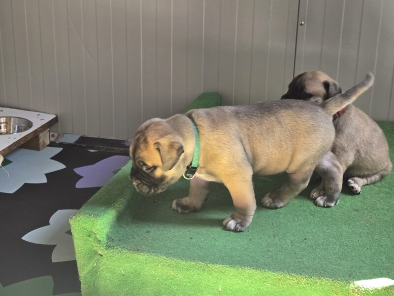 Bullmastiff Puppies