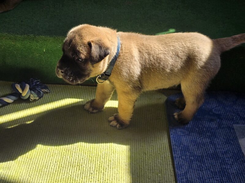 Bullmastiff Puppies