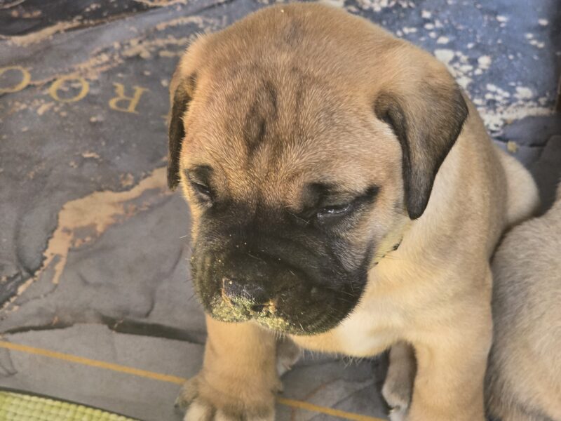 Bullmastiff Puppies