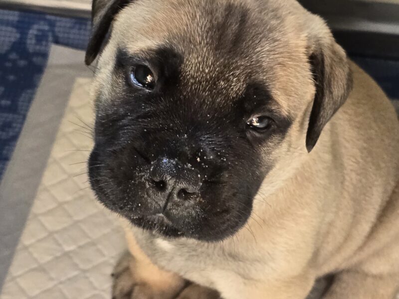 Bullmastiff Puppies