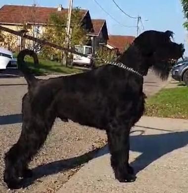Giant Schnauzer Puppies