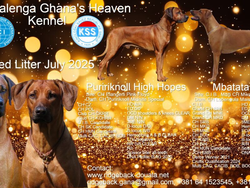 Rhodesian Ridgeback Supreme Quality Litter Expected