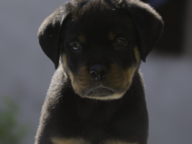 Rottweiler EUROPE WINNER & TURKEY GRAND CHAMPION PUPPIES