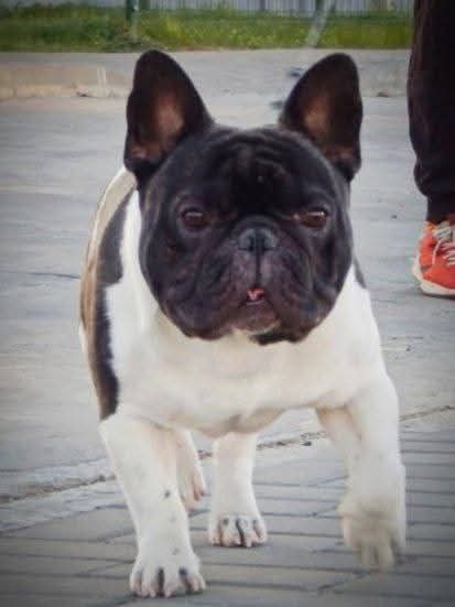 French bulldog Open for stud