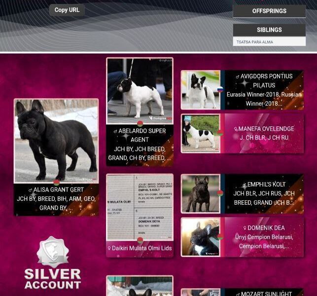 French bulldog Open for stud