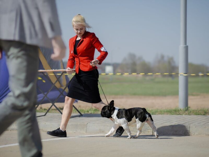 French bulldog Open for stud