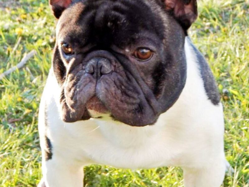 French bulldog Open for stud