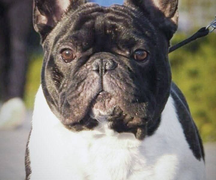 French bulldog Open for stud