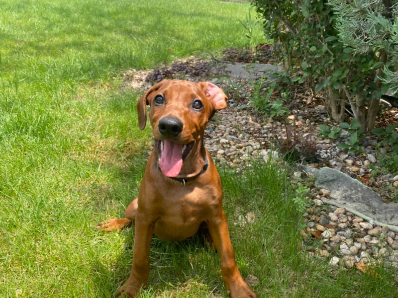 German Pinscher Puppies