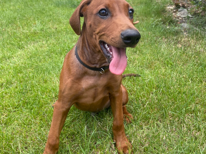 German Pinscher Puppies