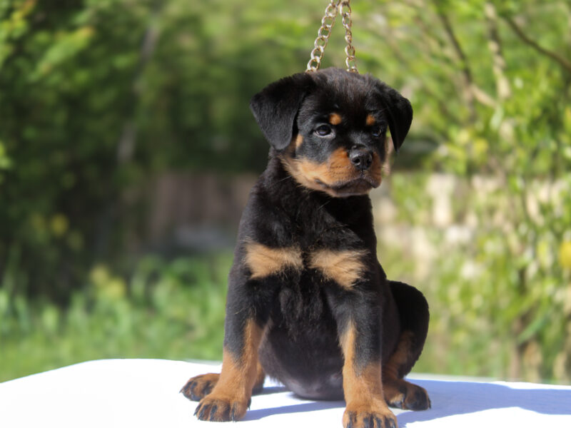 Rottweiler EUROPE WINNER & TURKEY GRAND CHAMPION PUPPIES