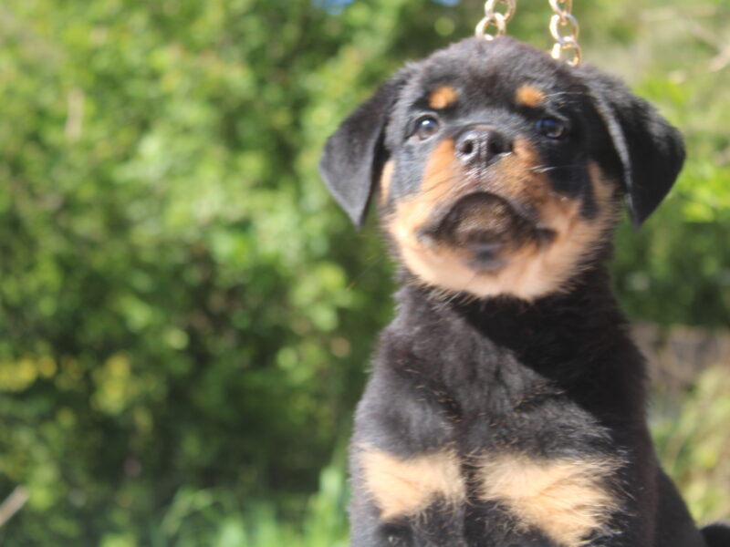 Rottweiler EUROPE WINNER & TURKEY GRAND CHAMPION PUPPIES