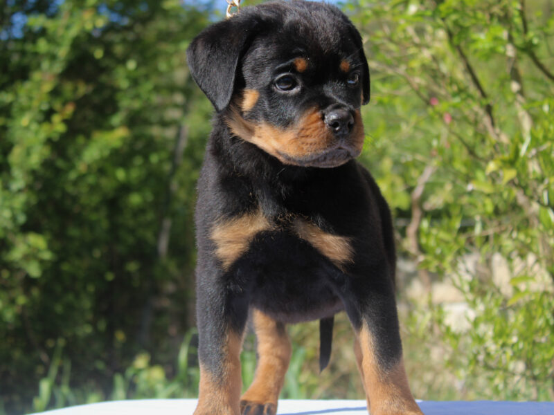 Rottweiler EUROPE WINNER & TURKEY GRAND CHAMPION PUPPIES