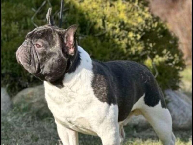 French bulldog Open for stud