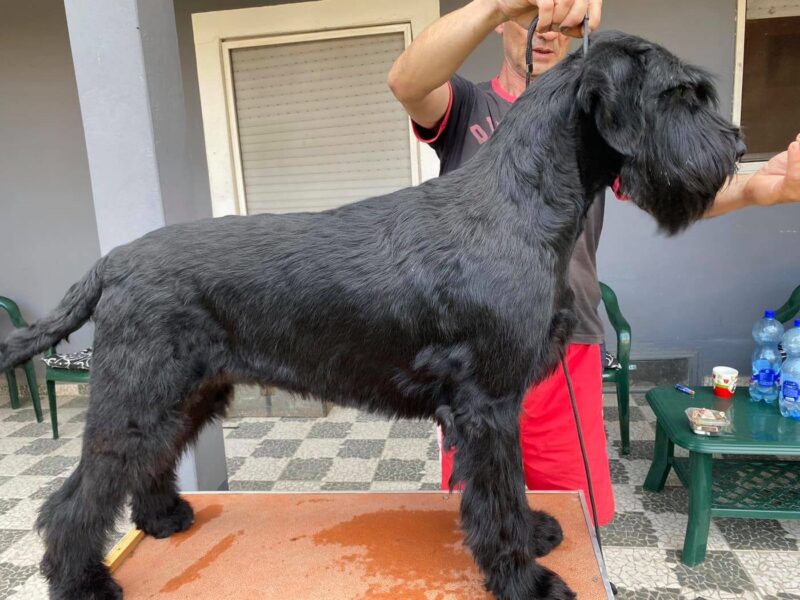 Giant Schnauzer Puppies