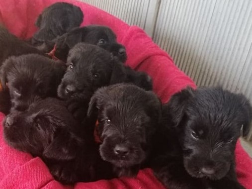 Giant Schnauzer Puppies