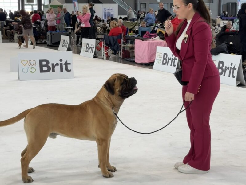 Bullmastiff