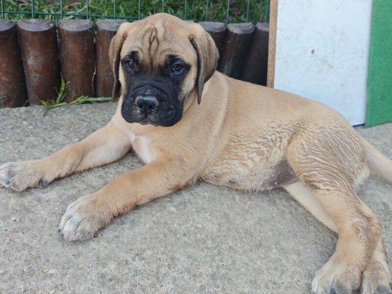 Bullmastiff