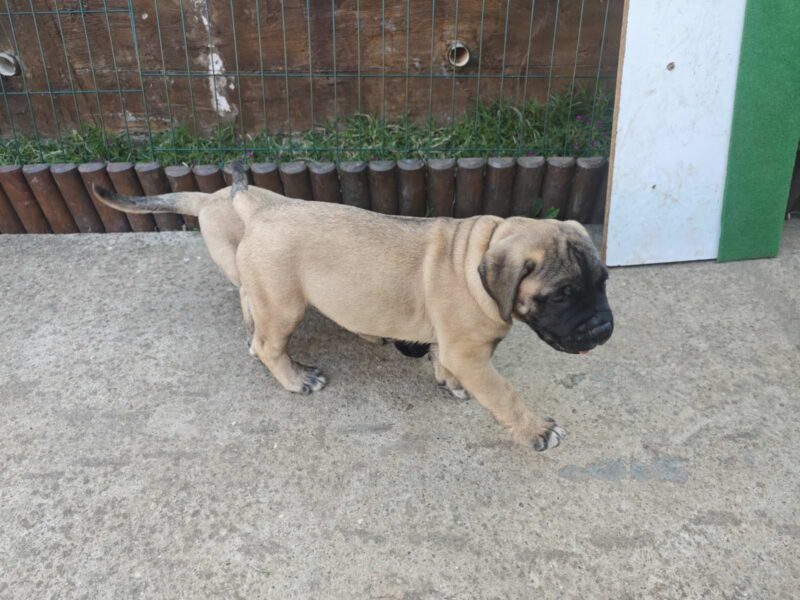 Bullmastiff
