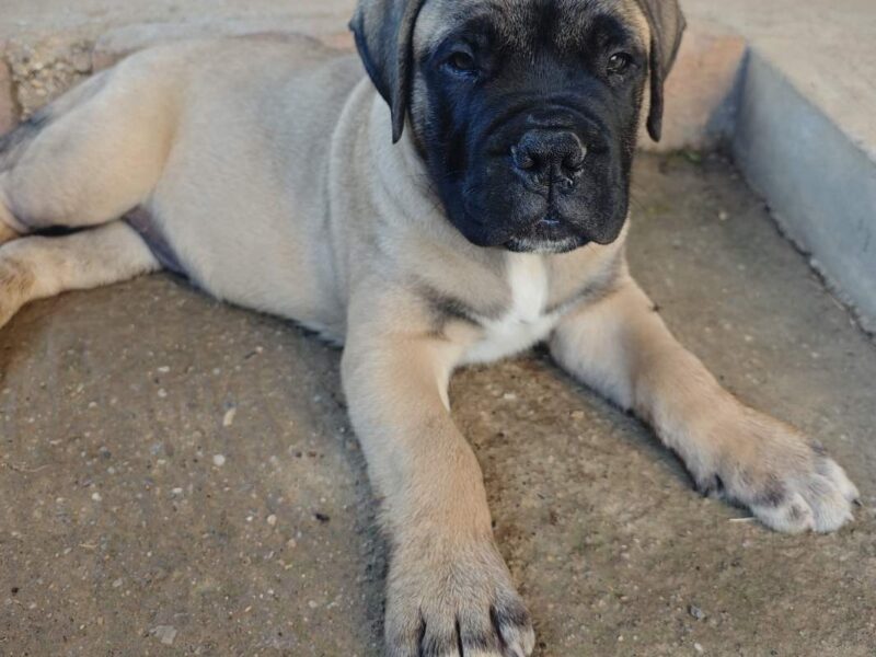 Bullmastiff