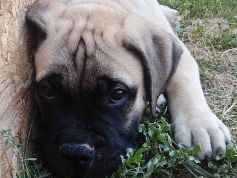 Bullmastiff