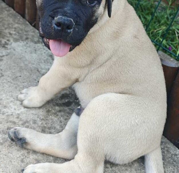 Bullmastiff