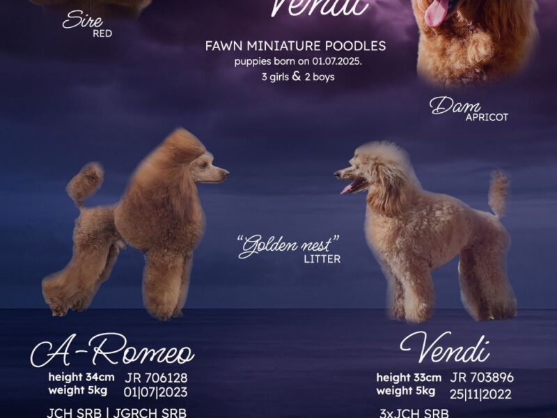 Red Dwarf Poodles