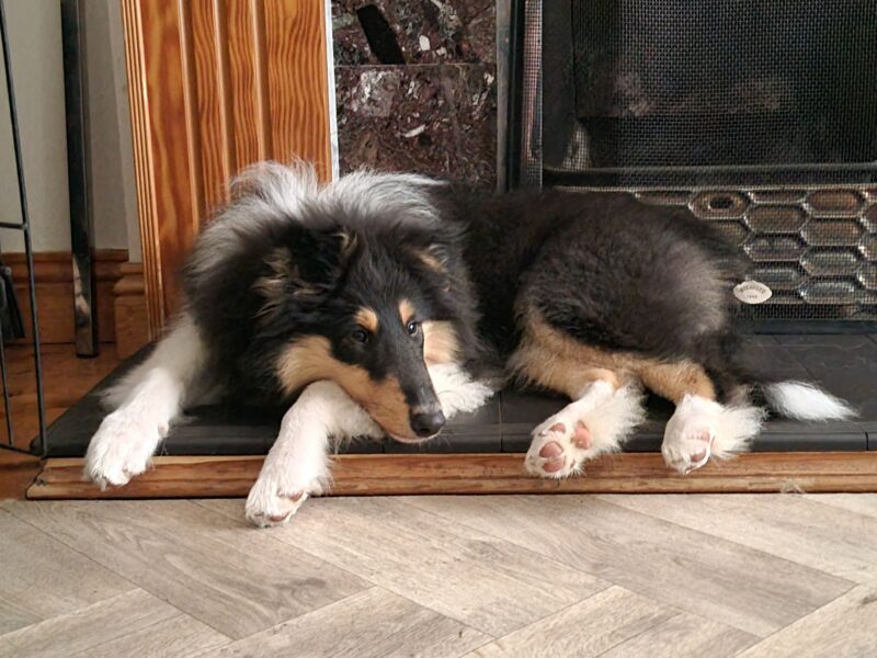 Rough collie male