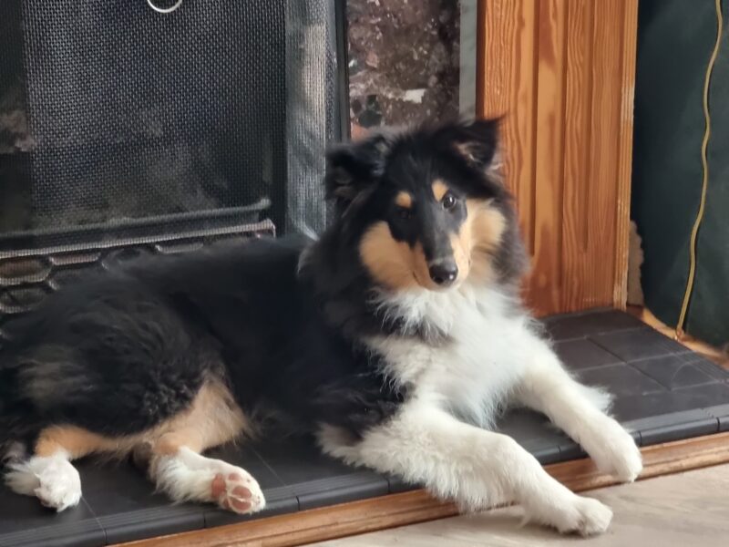 Rough collie male