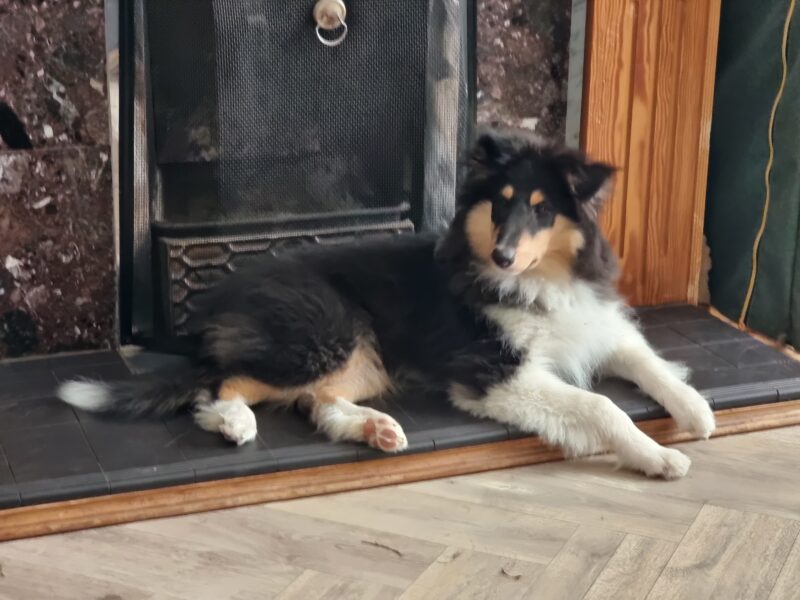 Rough collie male