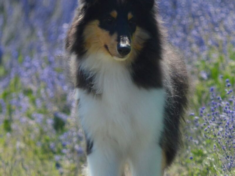 Rough collie male