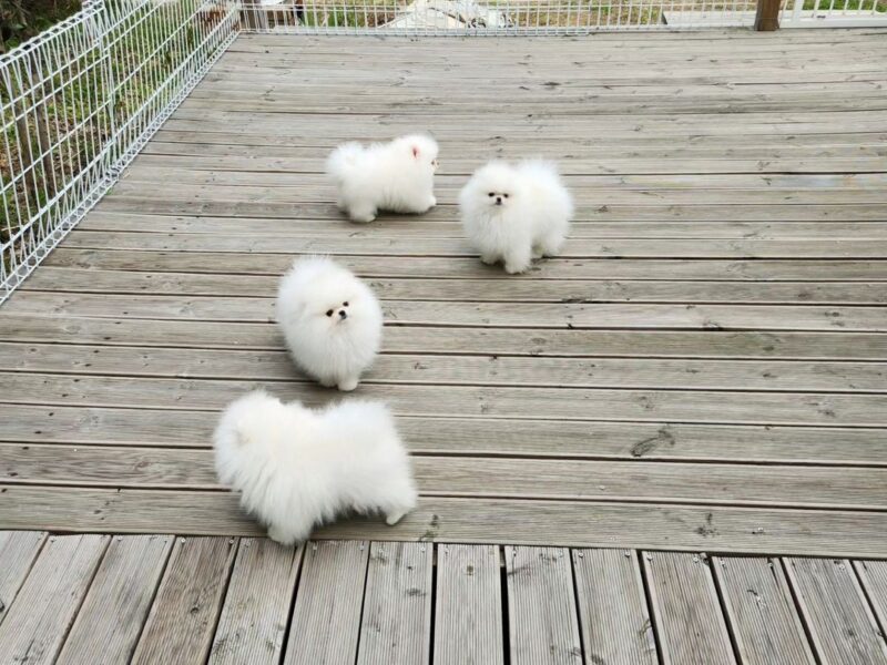 Pomeranian Puppies