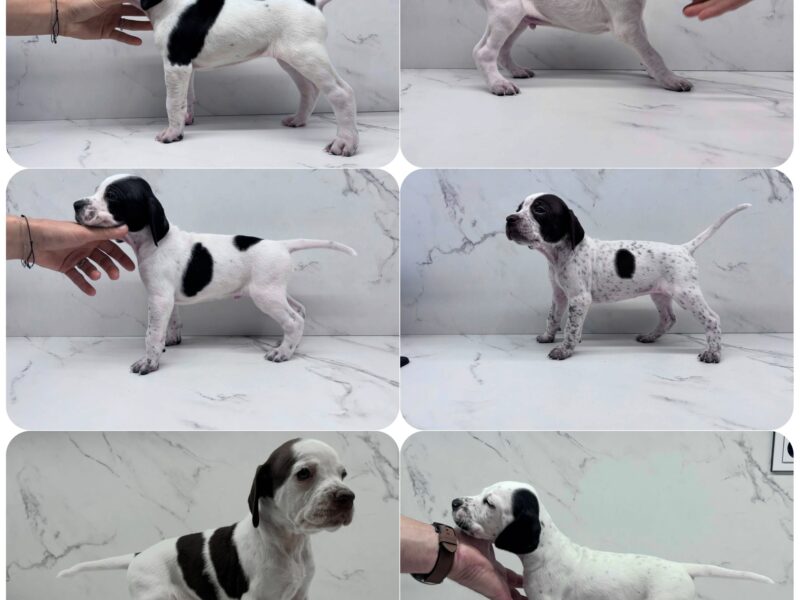 English Pointer Puppies