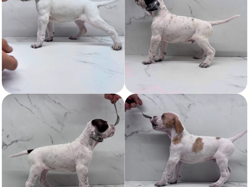 English Pointer Puppies