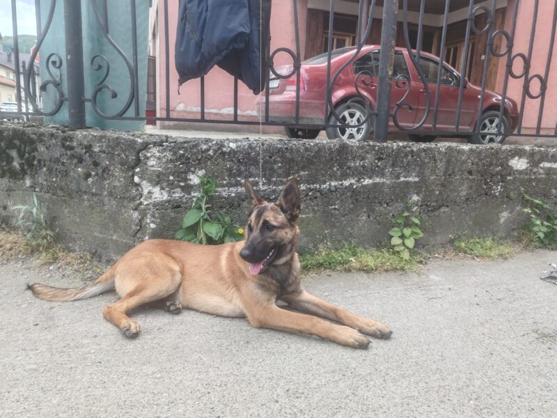 Belgian Shepherd Dog Malinois