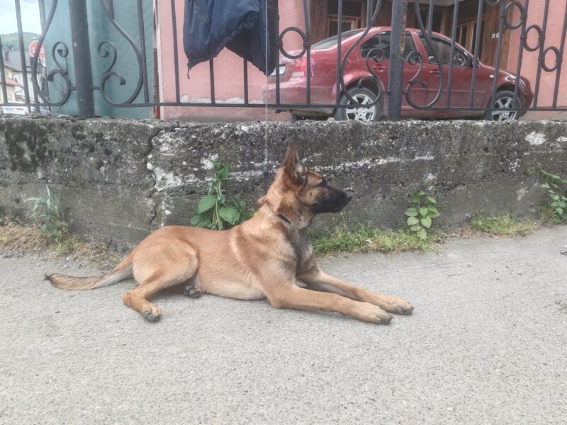 Belgian Shepherd Dog Malinois