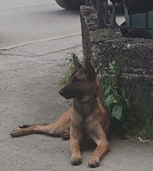 Belgian Shepherd Dog Malinois