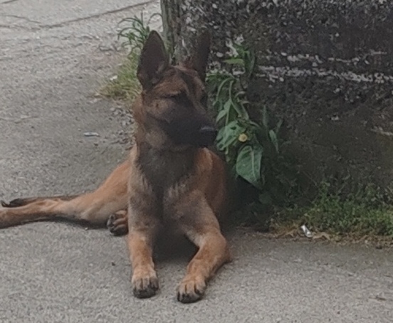 Belgian Shepherd Dog Malinois