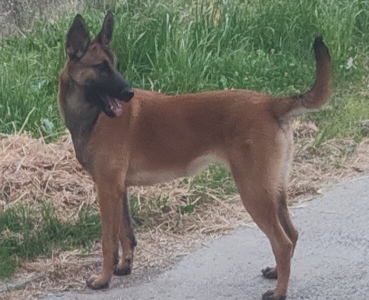 Belgian Shepherd Dog Malinois
