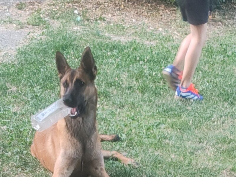 Belgian Shepherd Dog Malinois