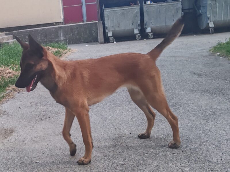 Belgian Shepherd Dog Malinois