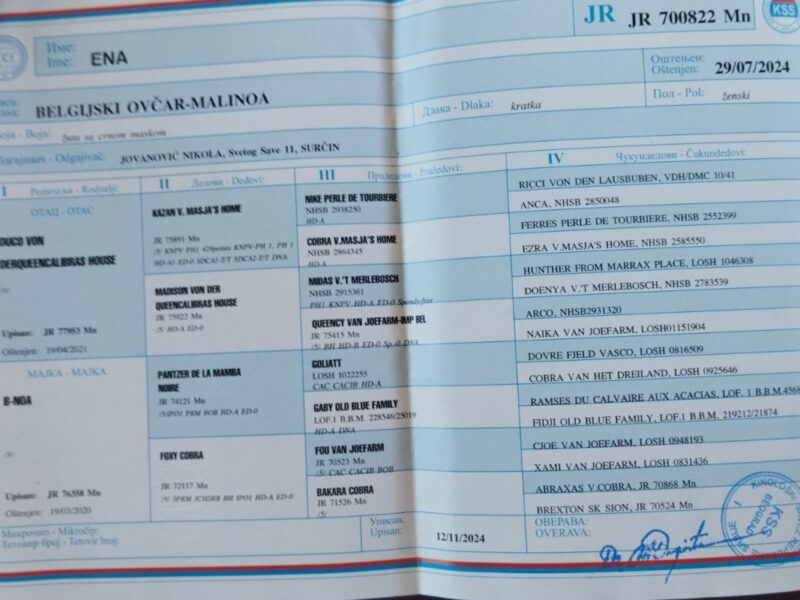 Belgian Shepherd Dog Malinois