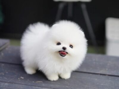 6 Pomeranian pups (white,cream)