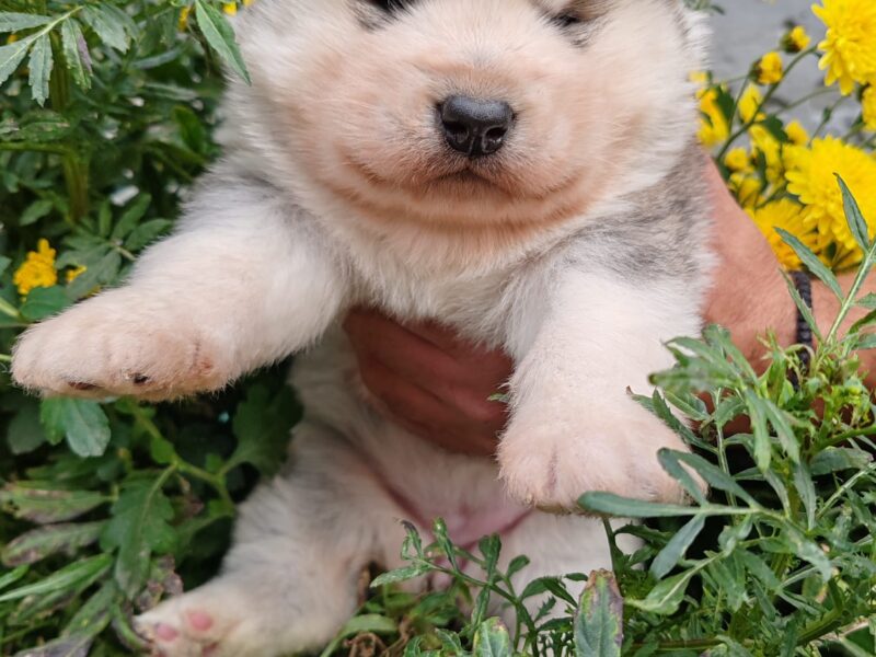 Alaskan malamute puppies