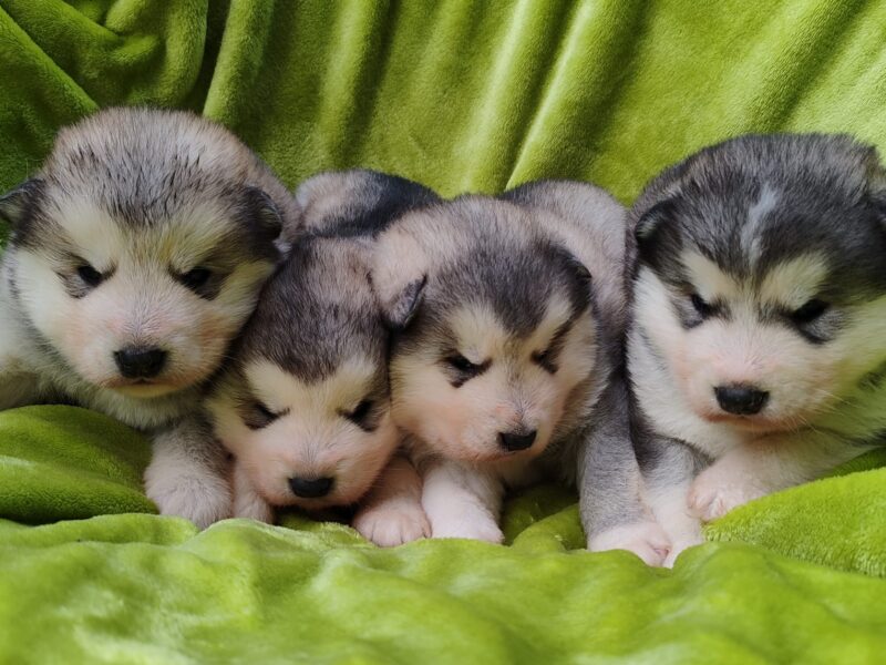 Alaskan malamute puppies