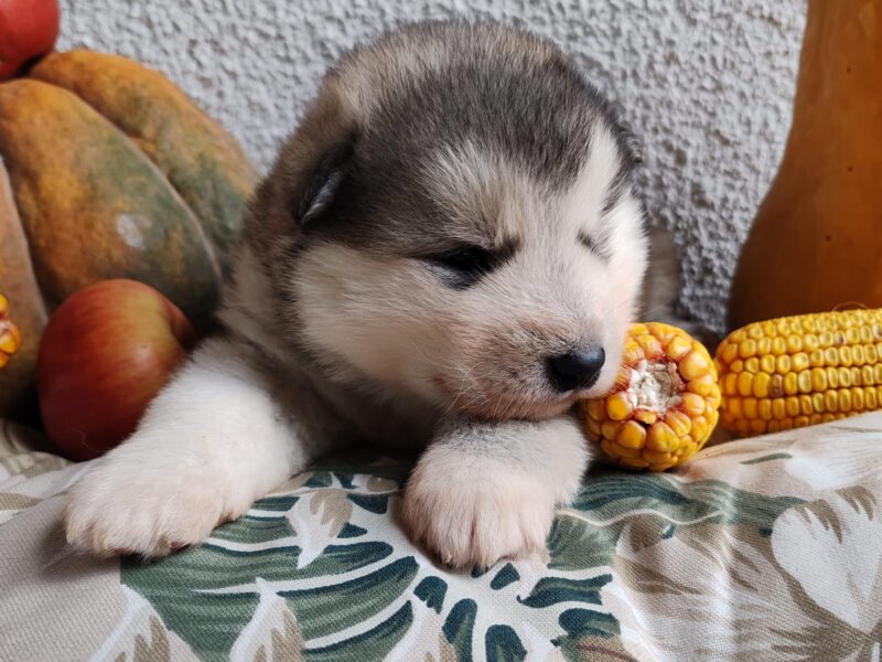 Alaskan malamute puppies