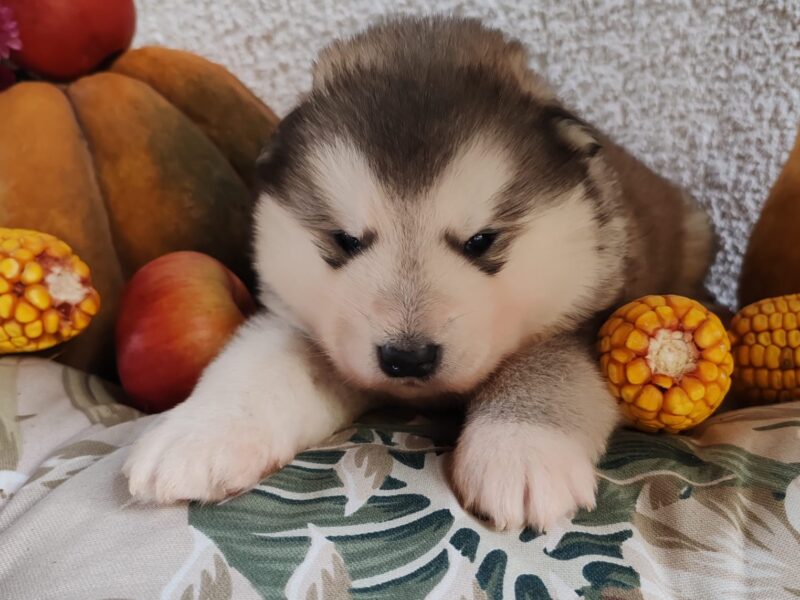 Alaskan malamute puppies