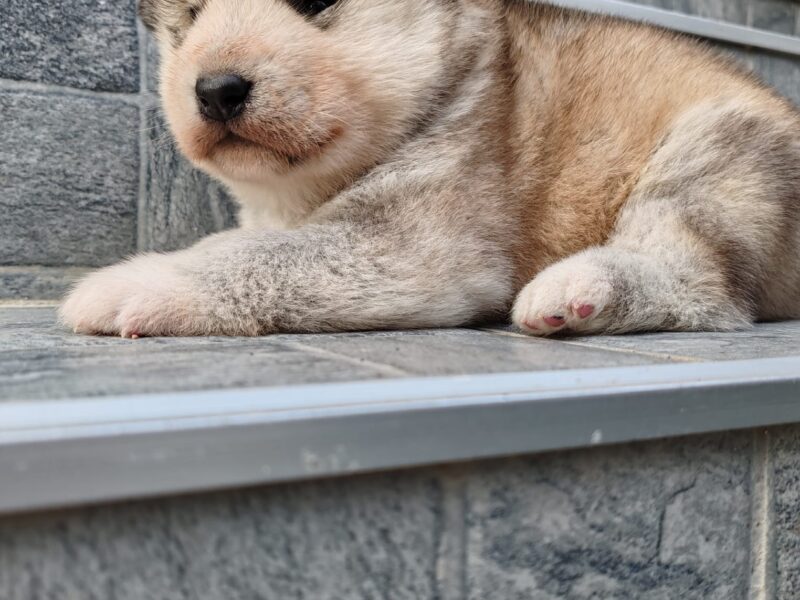 Alaskan malamute puppies