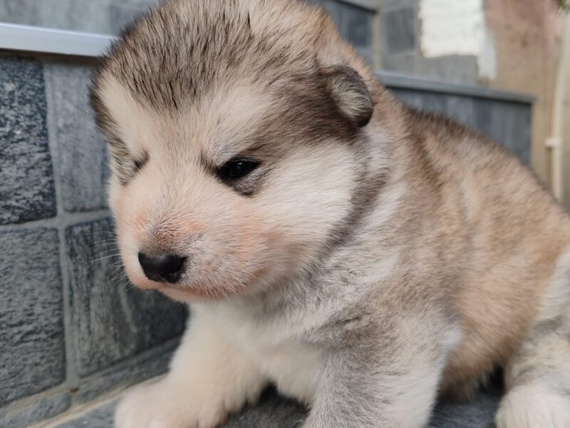 Alaskan malamute puppies