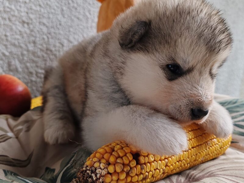 Alaskan malamute puppies